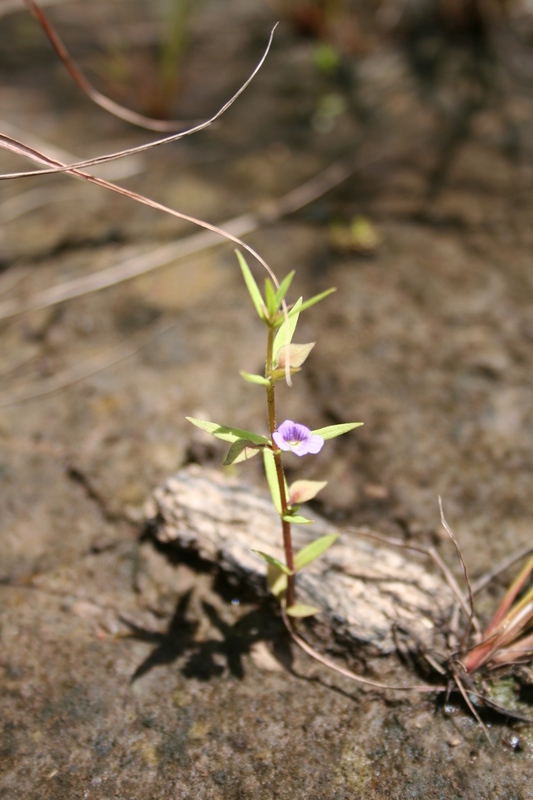 Bacopa floribunda (R. Br.) Wettst. resmi