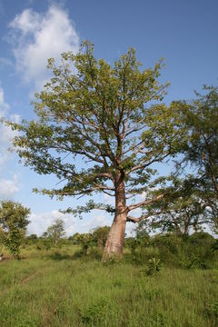 Image of kapoktree