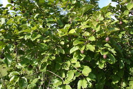 Image of Nauclea latifolia Sm.