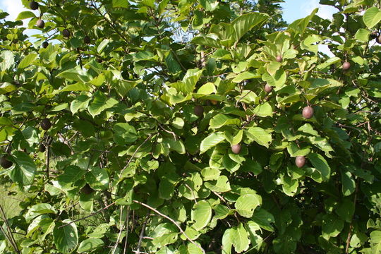 Image de Nauclea latifolia Sm.