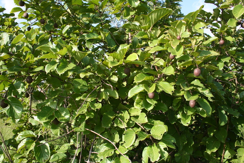 Imagem de Nauclea latifolia Sm.