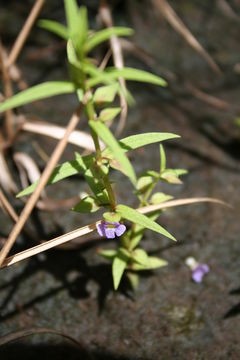 Image of Bacopa floribunda (R. Br.) Wettst.