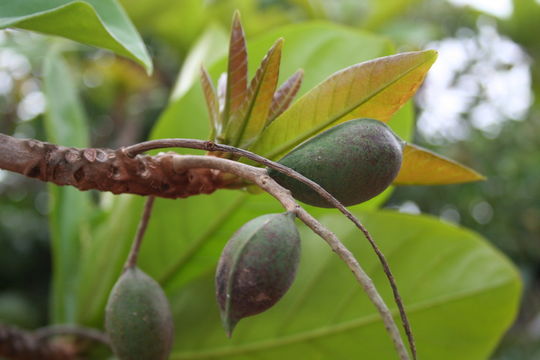 Image of tropical-almond