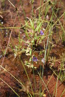 Sivun Bacopa floribunda (R. Br.) Wettst. kuva