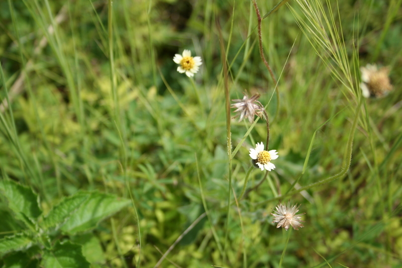 Sivun Tridax procumbens L. kuva