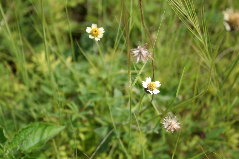 Image de Tridax procumbens L.