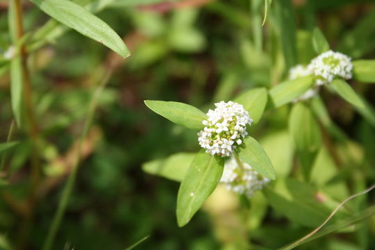 Image of Tropical Girdlepod