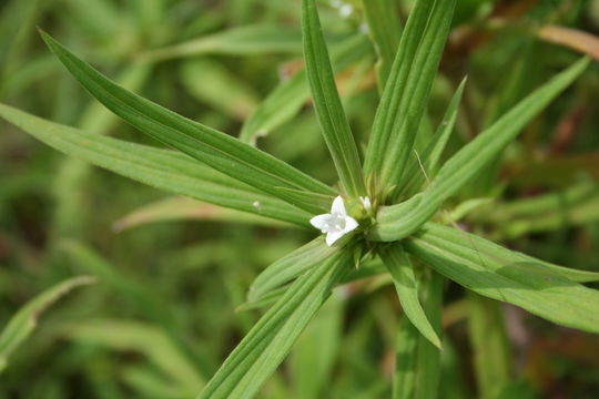 Image of Spermacoce stachydea DC.