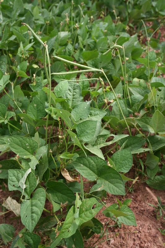 Image of blackeyed pea