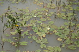 Image of Blue Egyptian lotus