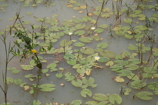 Imagem de Nymphaea micrantha Guill. & Perr.