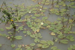 Image of Blue Egyptian lotus