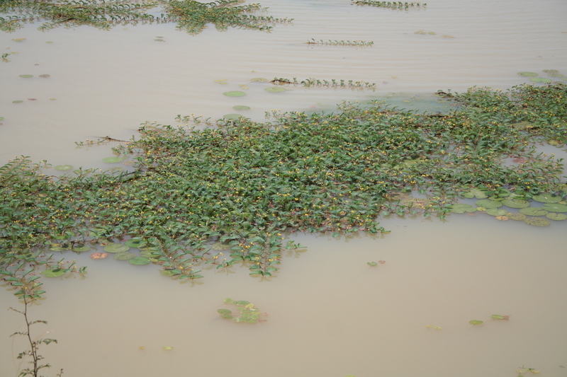 Image of Water Mimosa