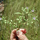 Image of Bacopa floribunda (R. Br.) Wettst.