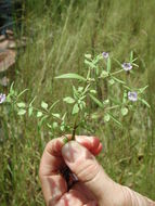 Bacopa floribunda (R. Br.) Wettst. resmi