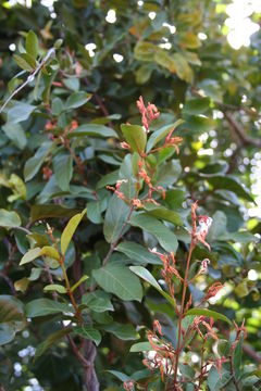 Image de Baissea multiflora A. DC.