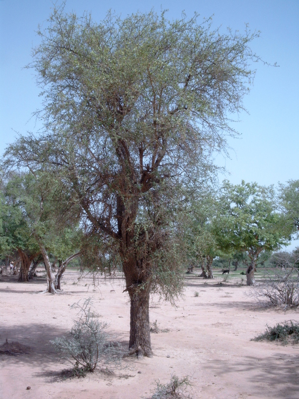 Image of desert date