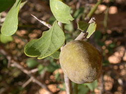 Plancia ëd Balanites aegyptiaca (L.) Delile