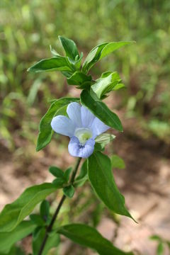 Imagem de Barleria ruellioides T. Anders.