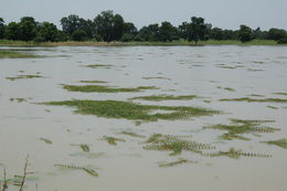 Image of Water Mimosa