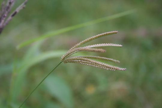 Image of Chloris pilosa Schumach.