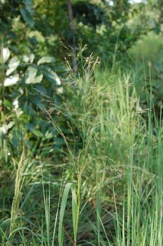 Image of Guinea Grass