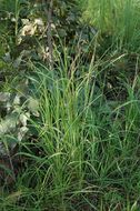 Image of Guinea Grass