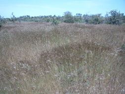 Imagem de Andropogon pseudapricus Stapf