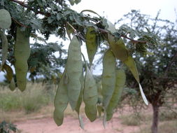 Image of <i>Acacia senegal</i>
