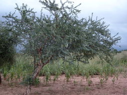 Image of <i>Acacia senegal</i>