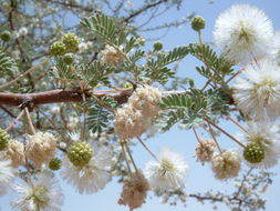 Image of <i>Acacia tortilis</i>