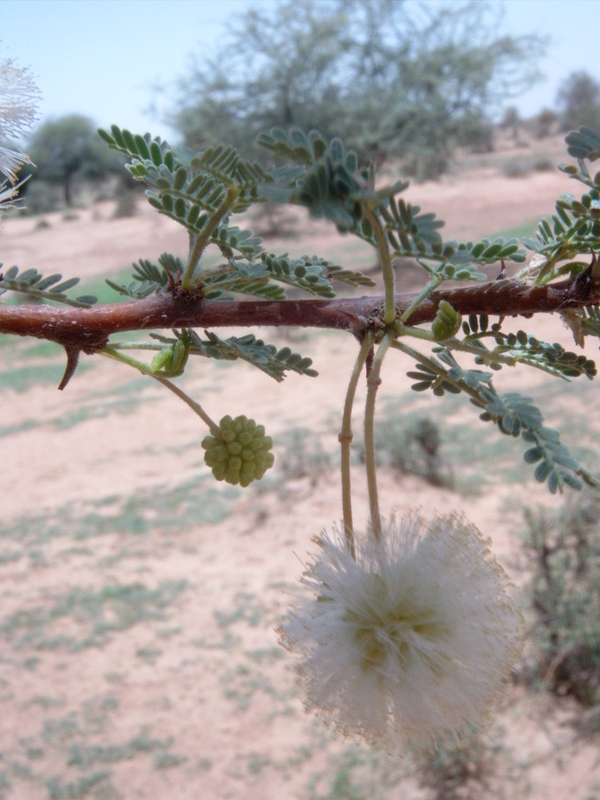 Image of <i>Acacia tortilis</i>