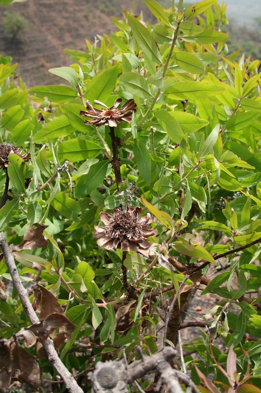 Image of Protea madiensis Engl.