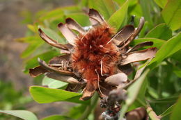 Image of Protea madiensis Engl.