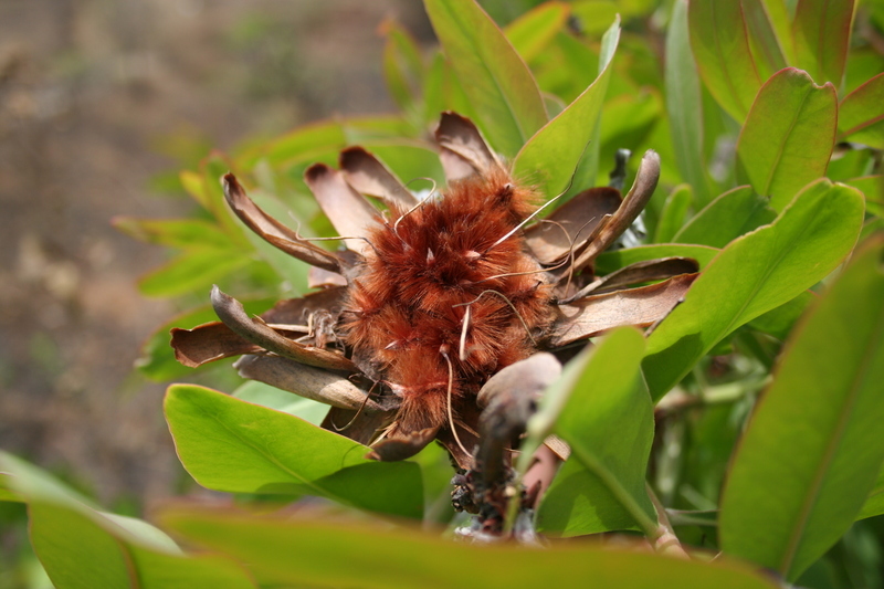 Imagem de Protea madiensis Engl.