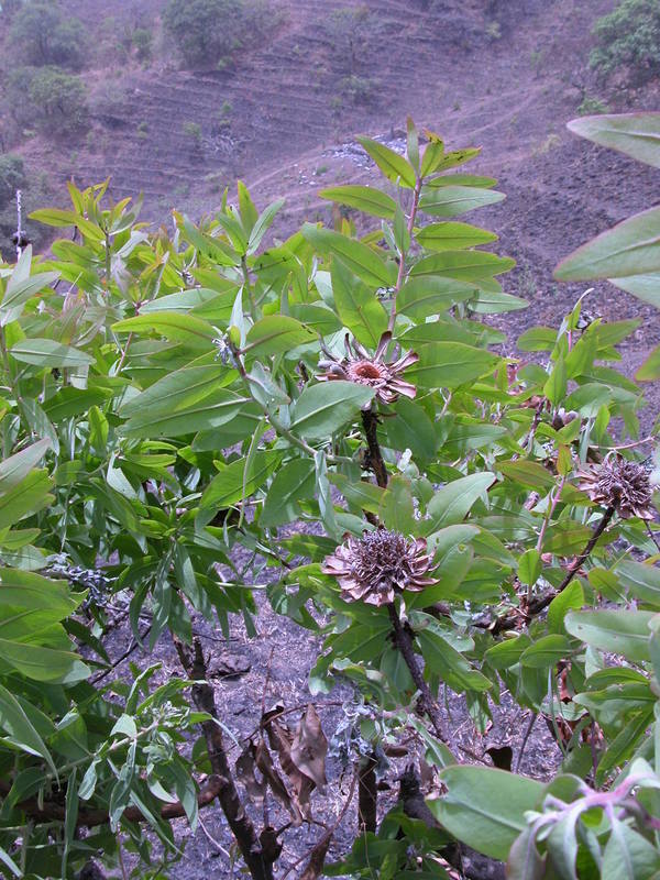 Image of Protea madiensis Engl.