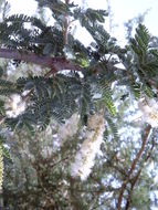Image of <i>Acacia senegal</i>