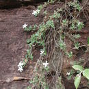 Image of Batopedina tenuis (A. Chev. ex Hutch. & Dalziel) Verdc.