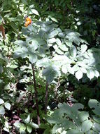 Image of Amorphophallus johnsonii N. E. Br.