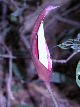 Image of Anchomanes difformis (Blume) Engl.
