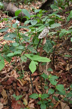 Image of Anchomanes difformis (Blume) Engl.