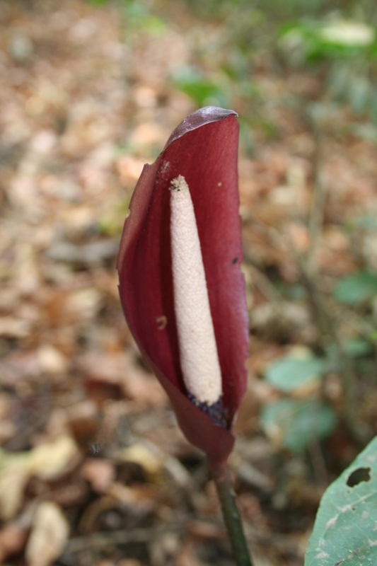 Image of Anchomanes difformis (Blume) Engl.