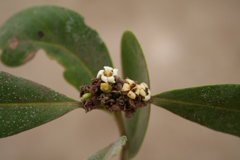 Image of Black Mangrove