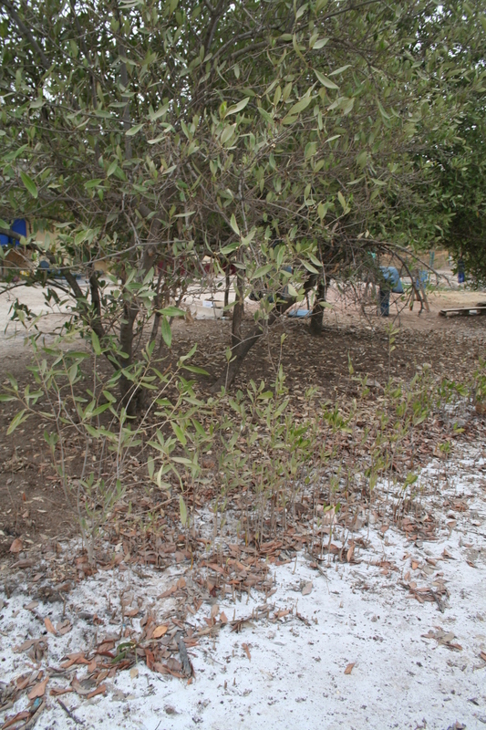 Image of Black Mangrove