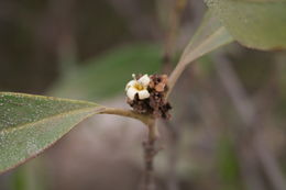 Image of Black Mangrove