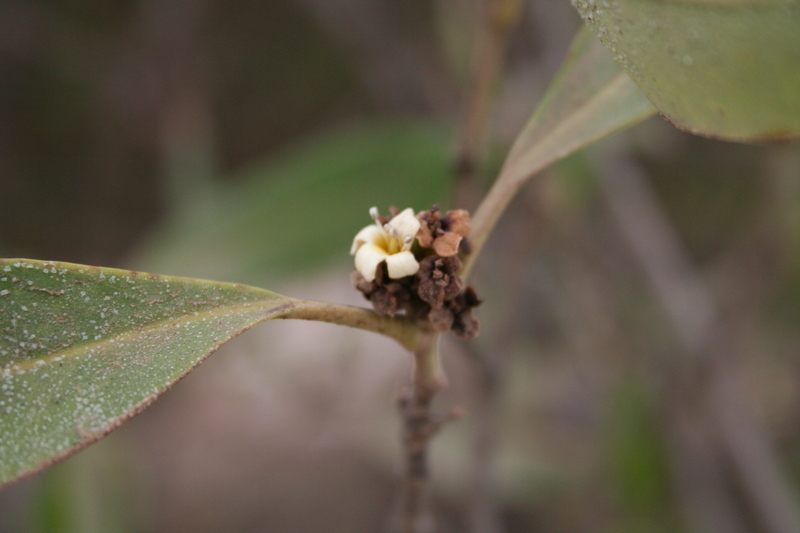 Слика од Avicennia germinans (L.) L.