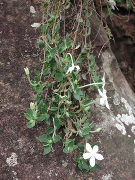 Image of Batopedina tenuis (A. Chev. ex Hutch. & Dalziel) Verdc.