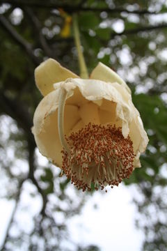 Image of African Baobab