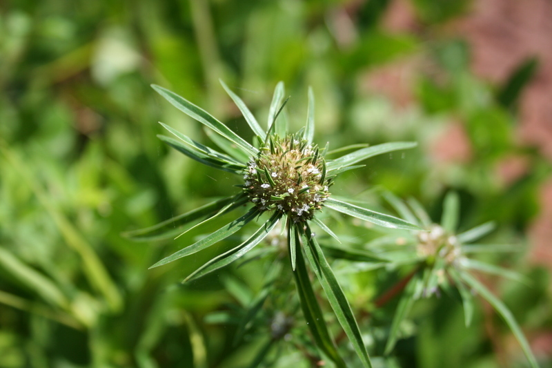 Image of Spermacoce radiata (DC.) Hiern