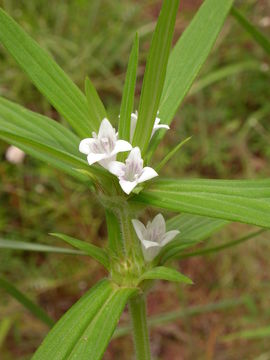 Image of Spermacoce stachydea DC.